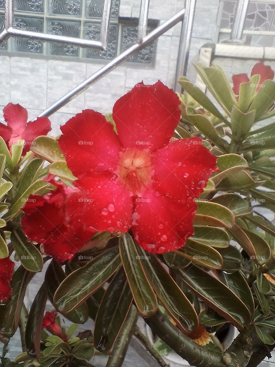 Japanese red frangipani flowers are soaking wet with rain in Jakarta
