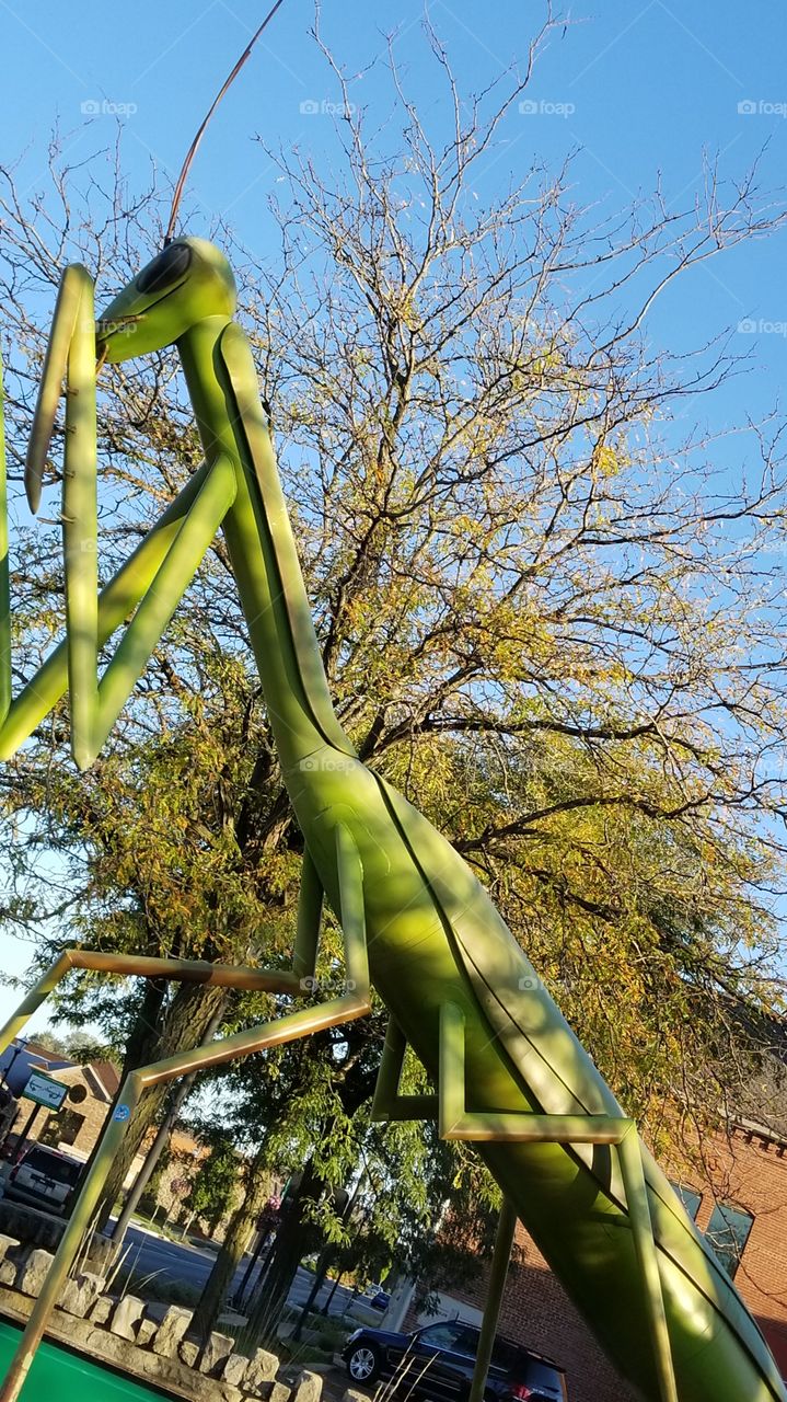 Prey mantis on our travels