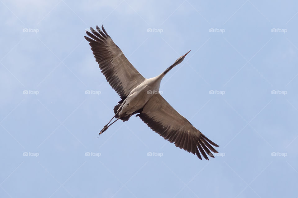 Crane bird in flight , wingspan, flygande trana 