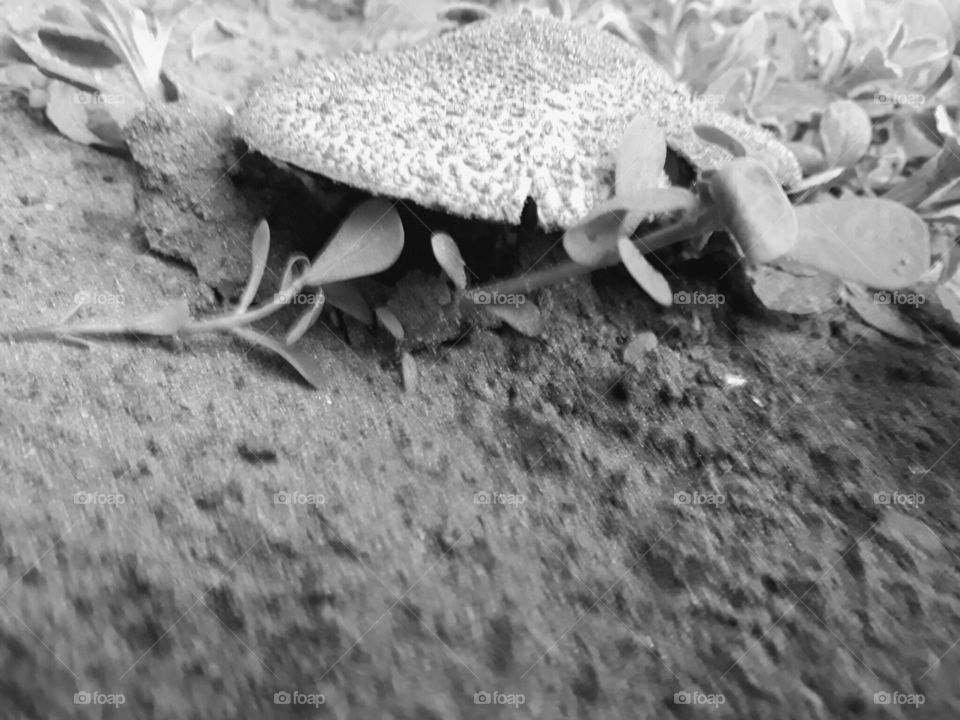 Black & White , mushroom