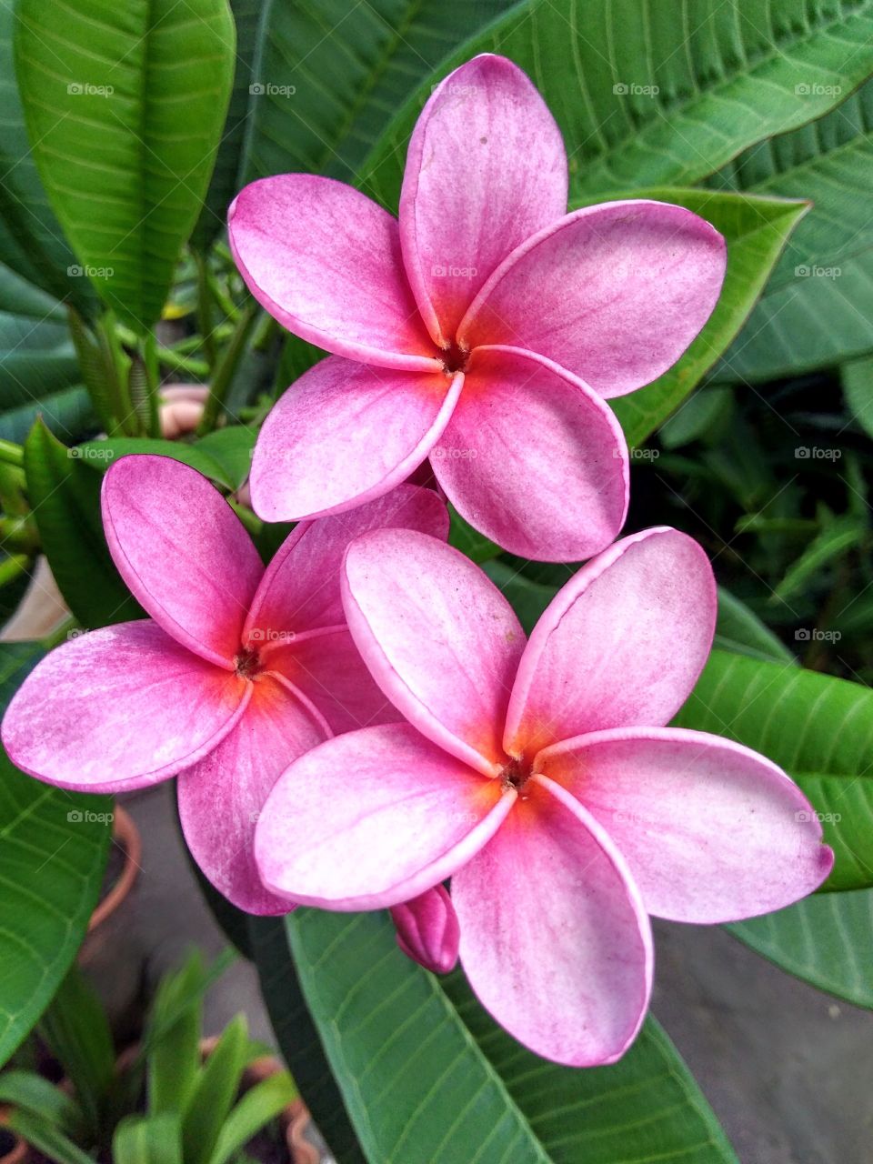 flores de mi jardín