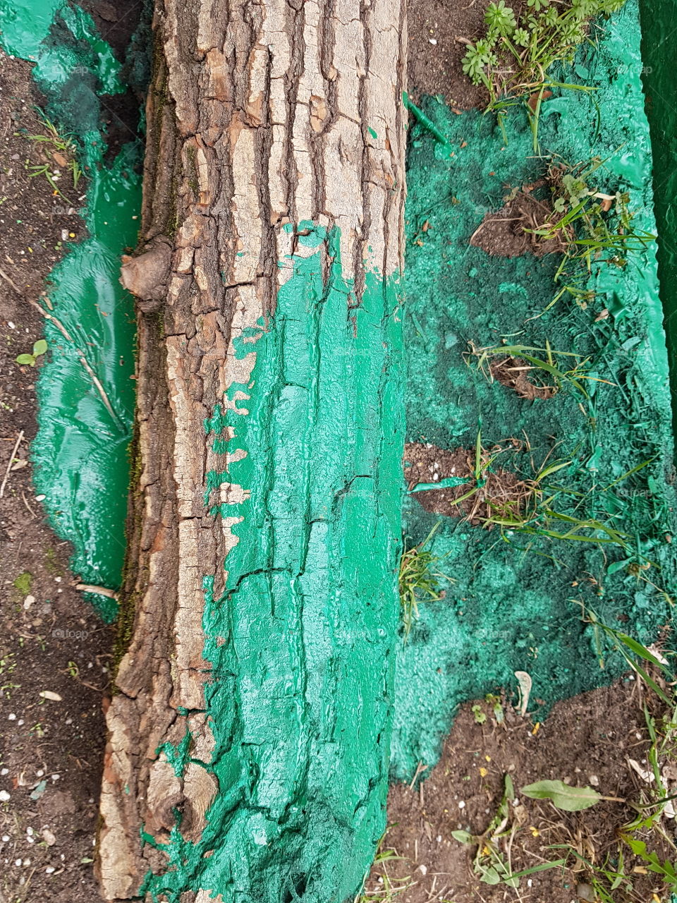 The trunk of a tree lies in a puddle of green paint