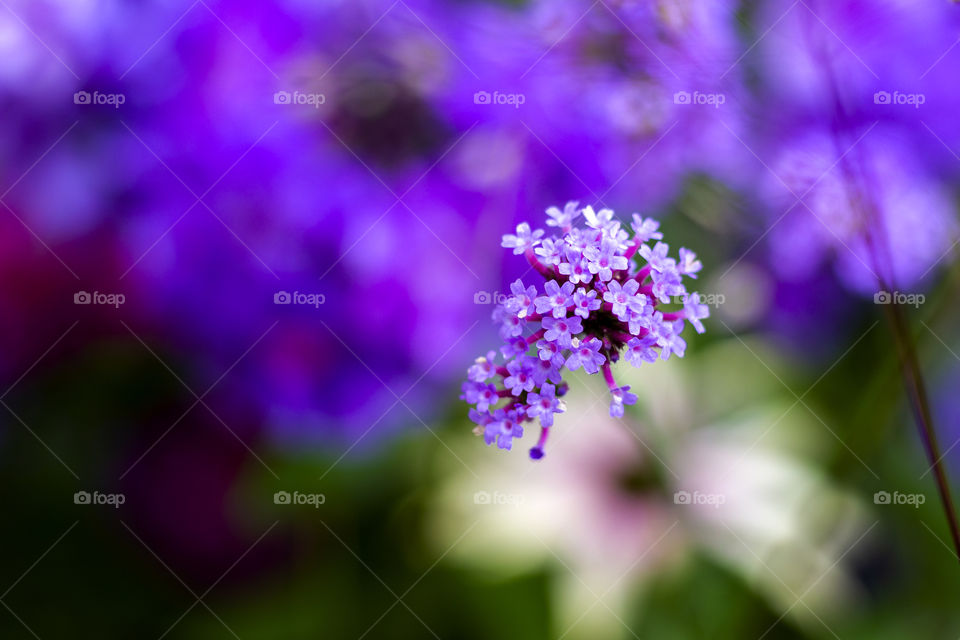 A single purple flower of a bush full of purple flowers which go up in a nice bokeh blur.