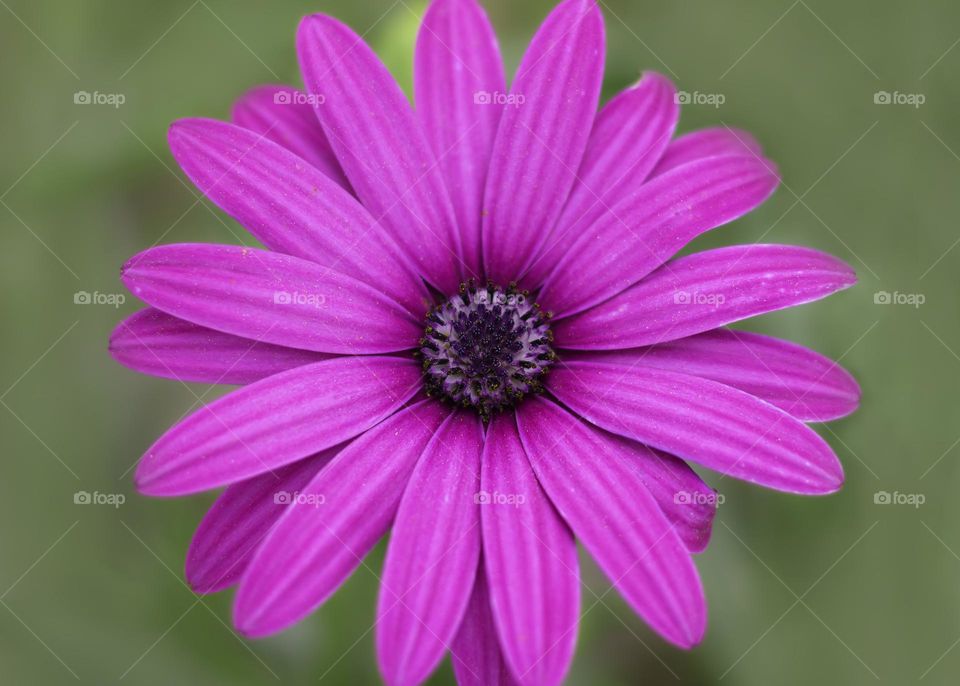 Pink daisy bush flower against green background 