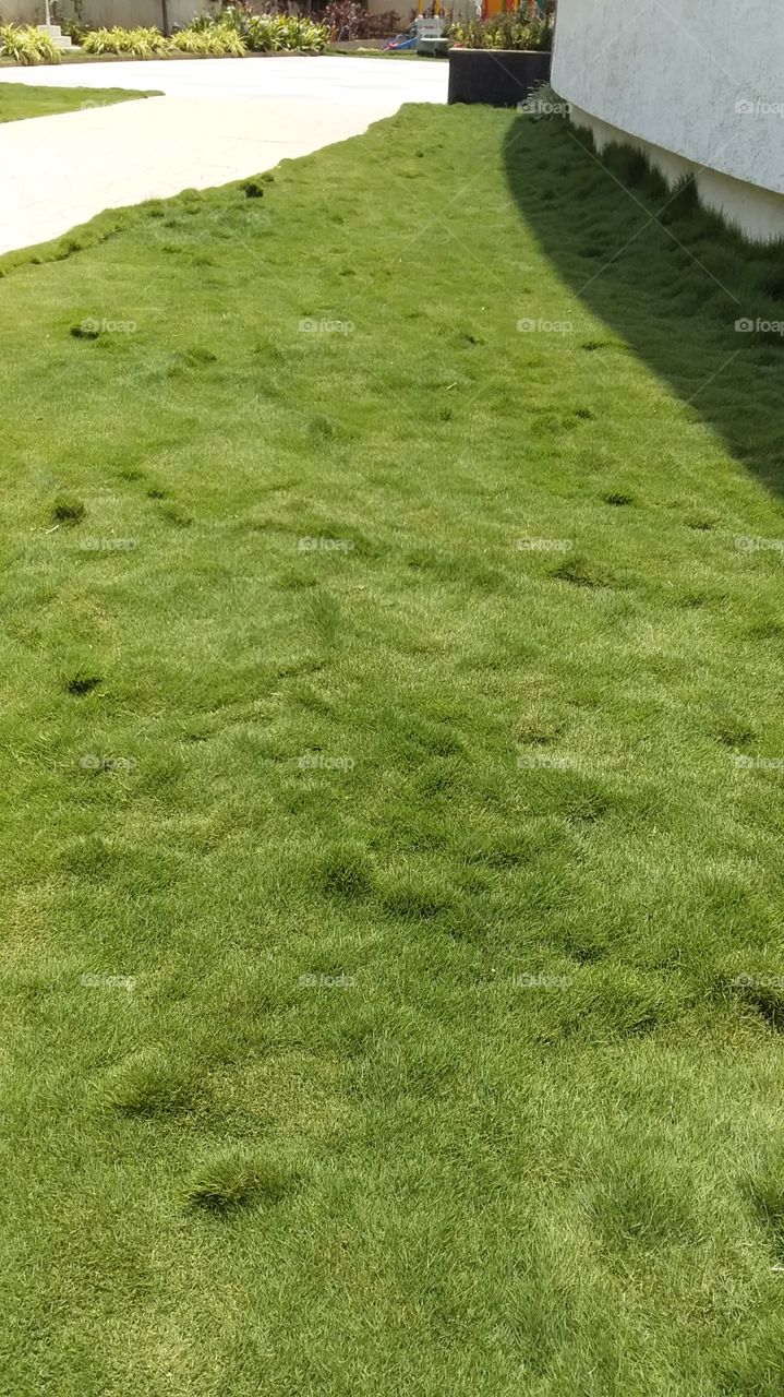 carpet grasss