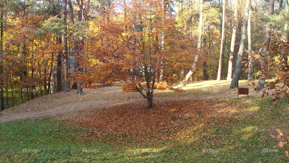 Fall, Tree, Leaf, Wood, Landscape