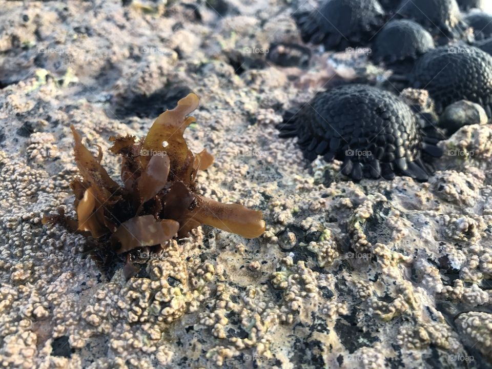 Marine life Indonesia 