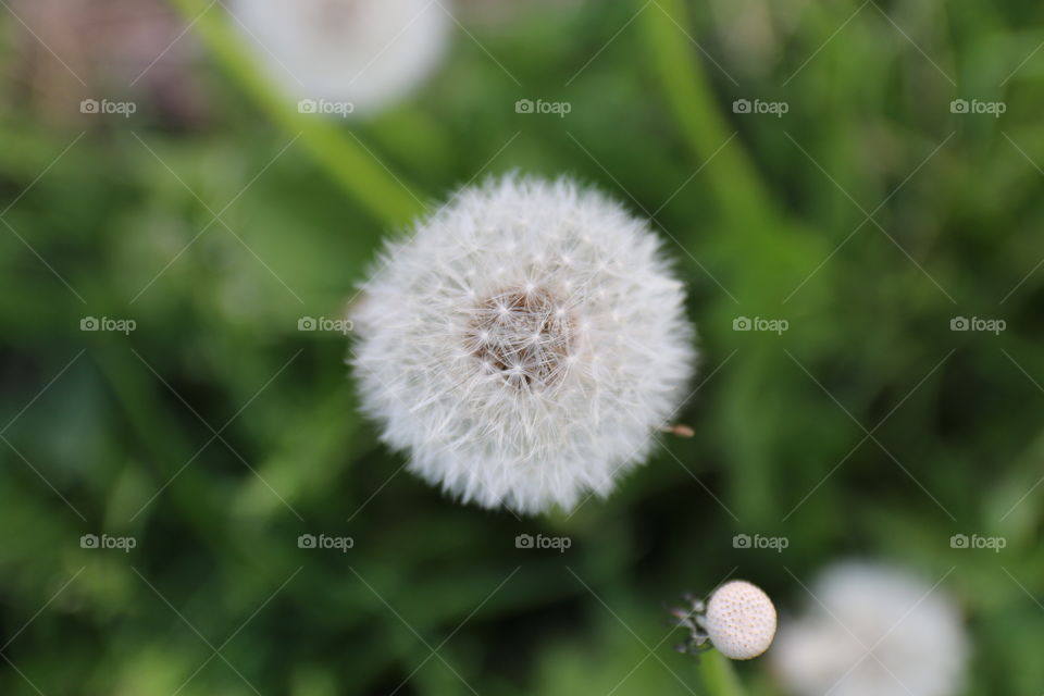 Flower close up 