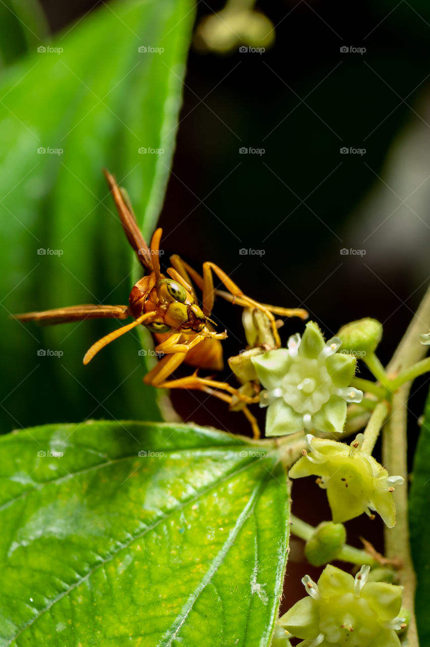 Asian Hornet