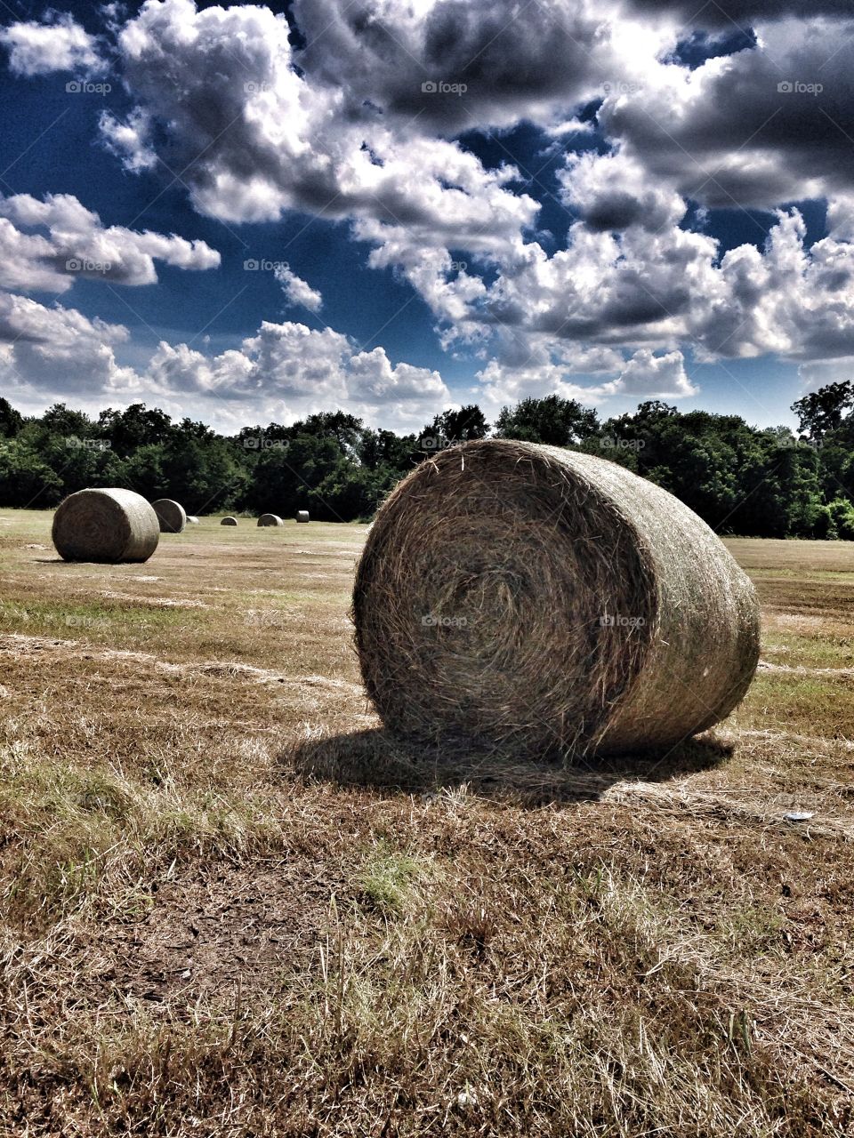 Summer at the farm. Hay bales in a field 