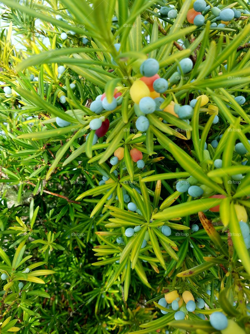 colorful berry plant