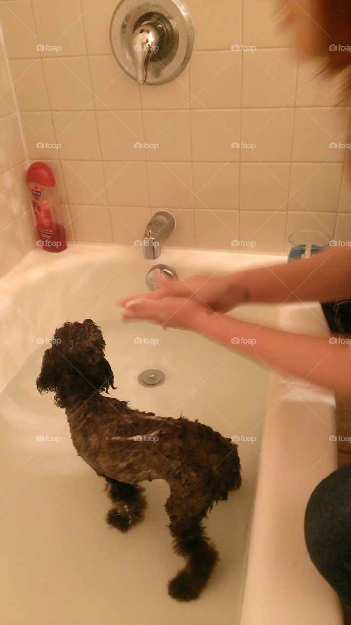 Puppy Bath. We found a stray and if he was to stay, he needed a bath.