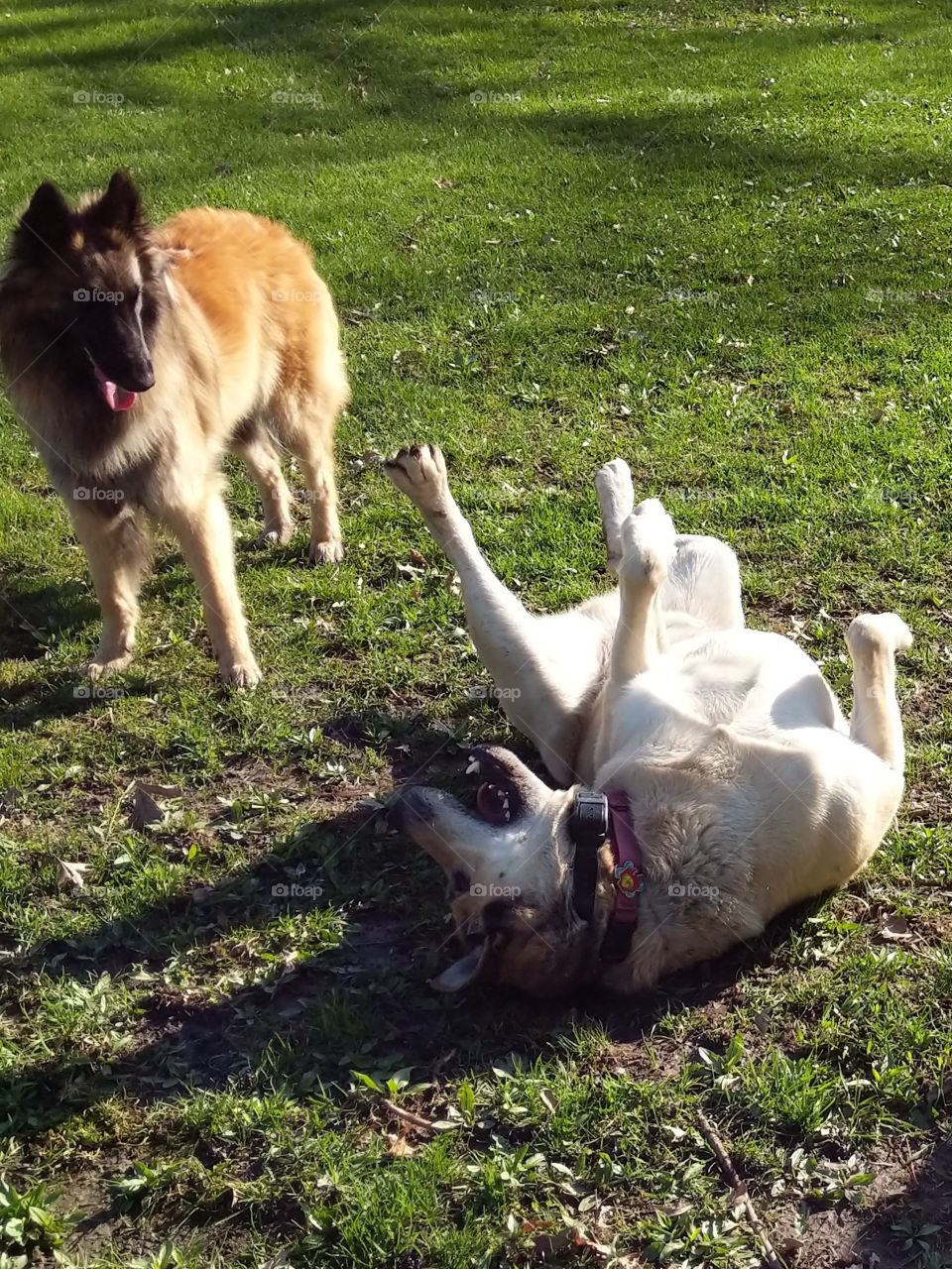 Are you sure this is what they call "dance"???