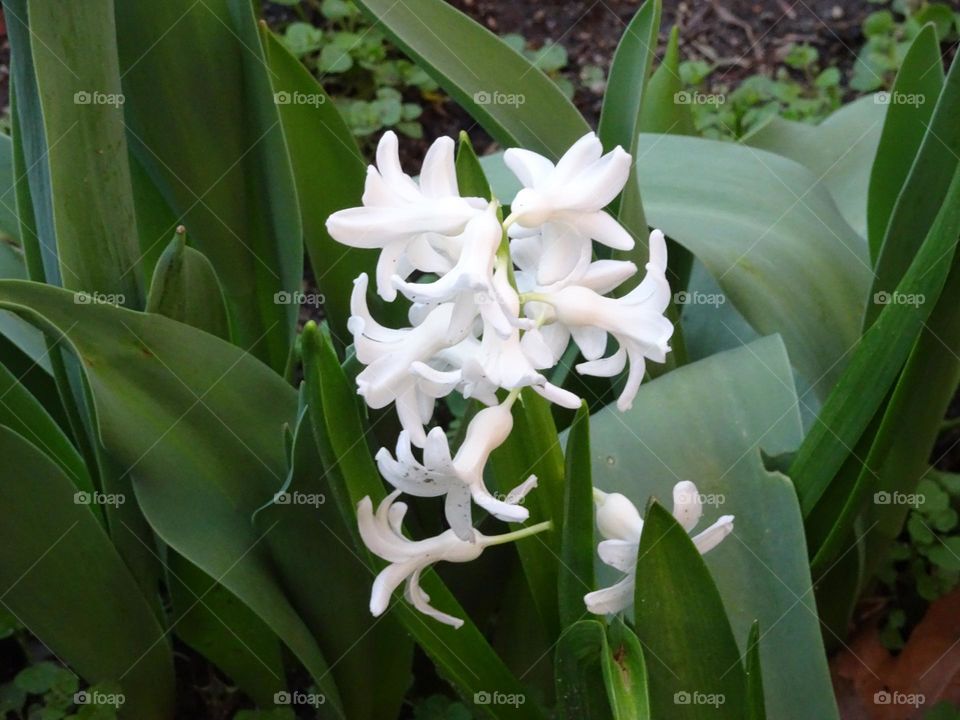 White flowers of hyacinths 