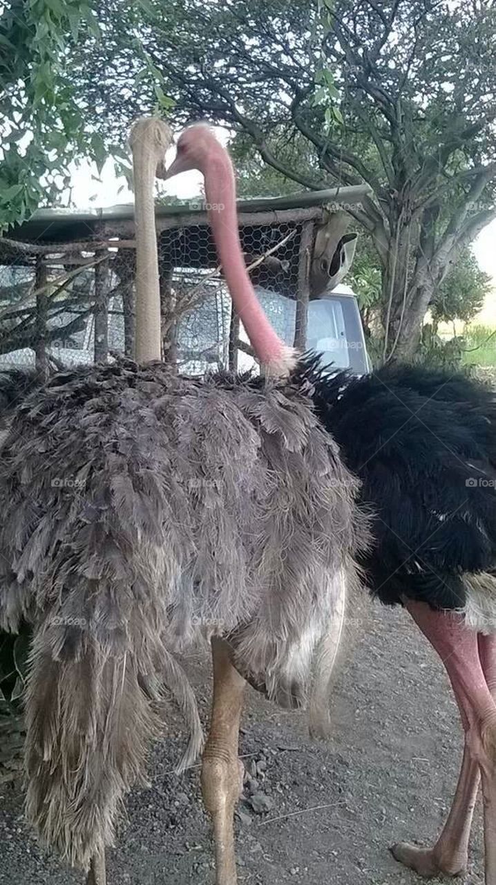 ostrich kiss