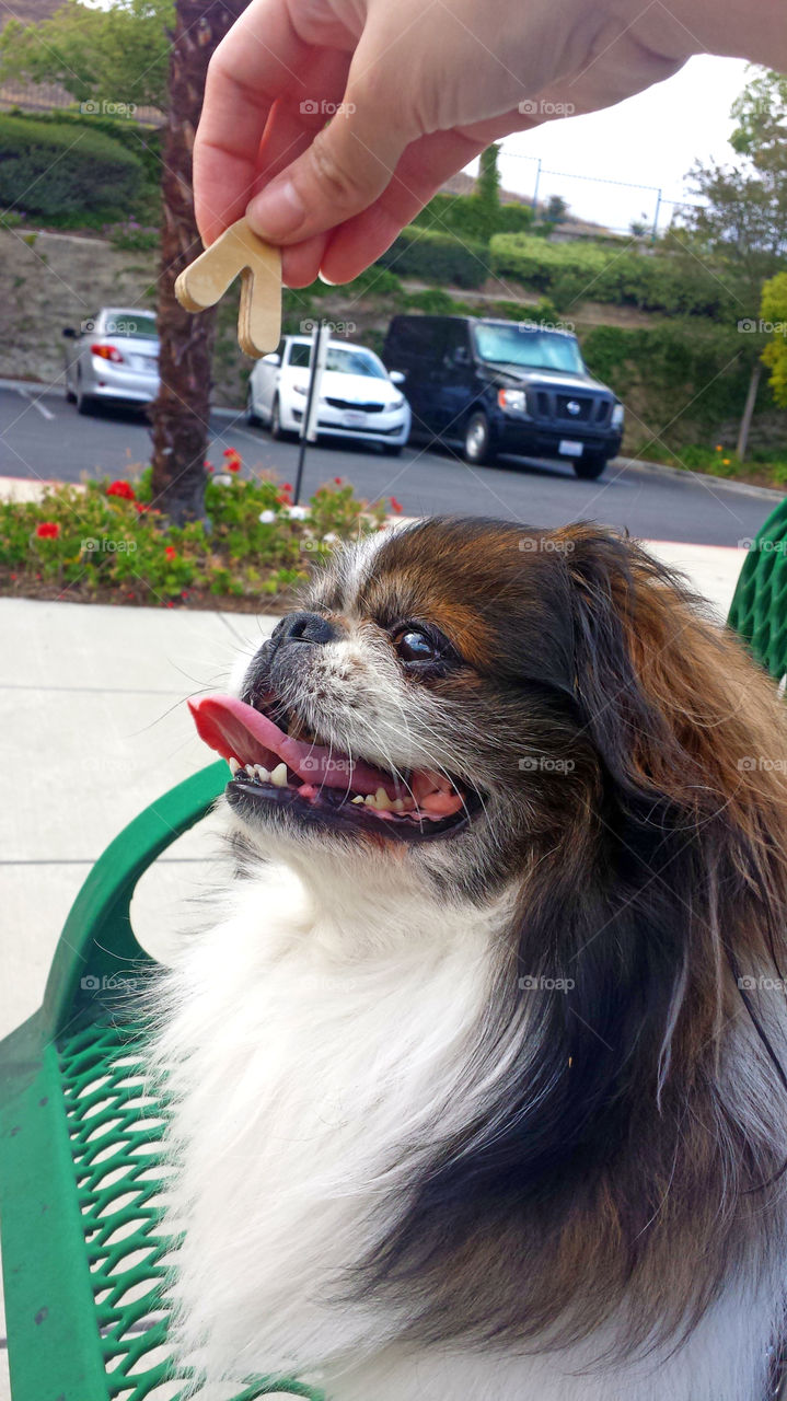 pekingese dog smiling