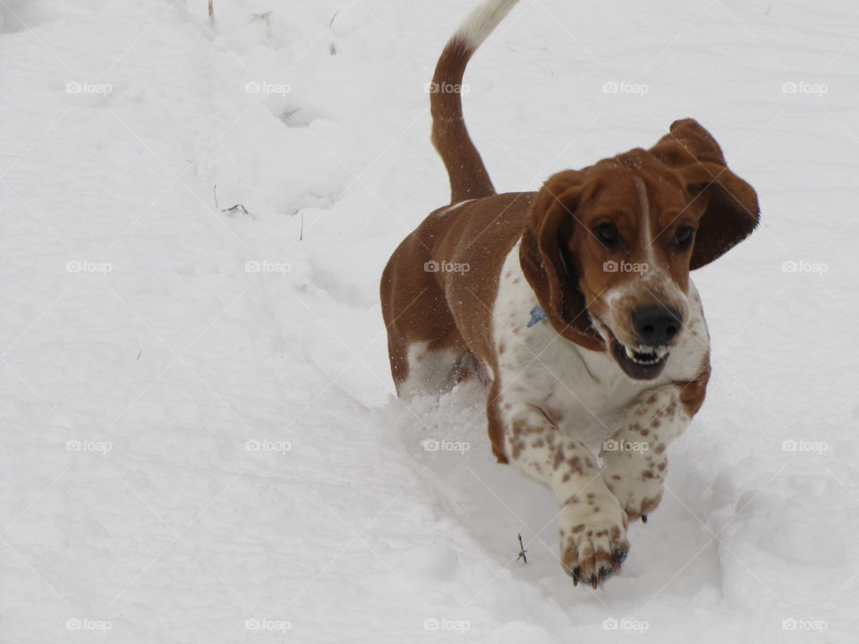 Basset hound snow