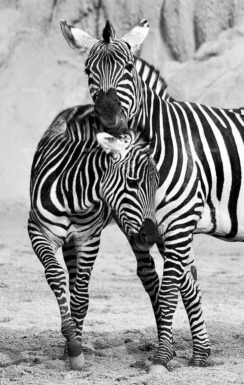 Zebra
