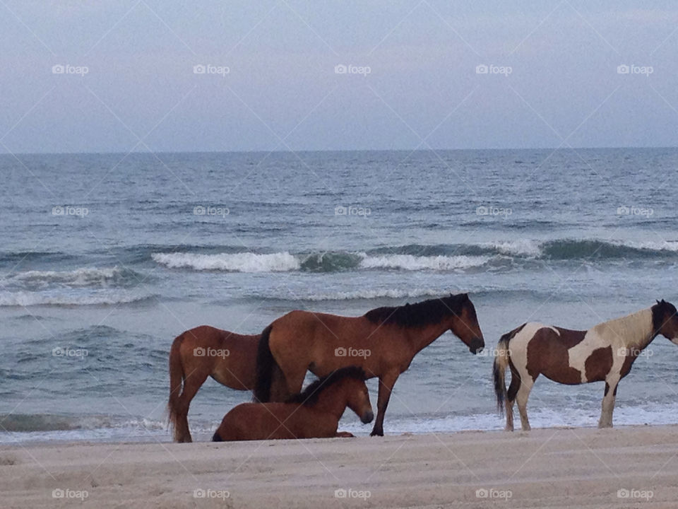 beach summer ponies maryland by KAWH822