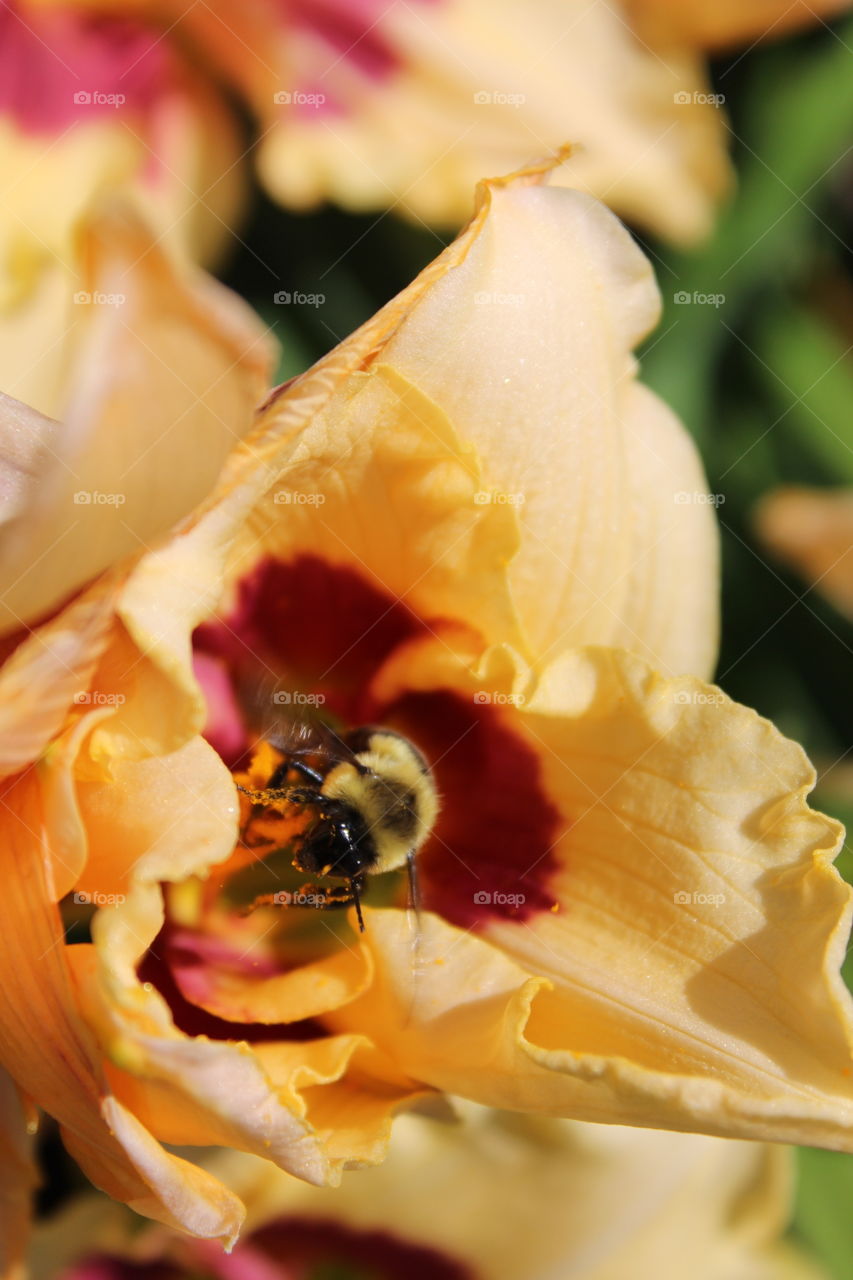 A little bumblebee in the middle of a red and yellow day lily