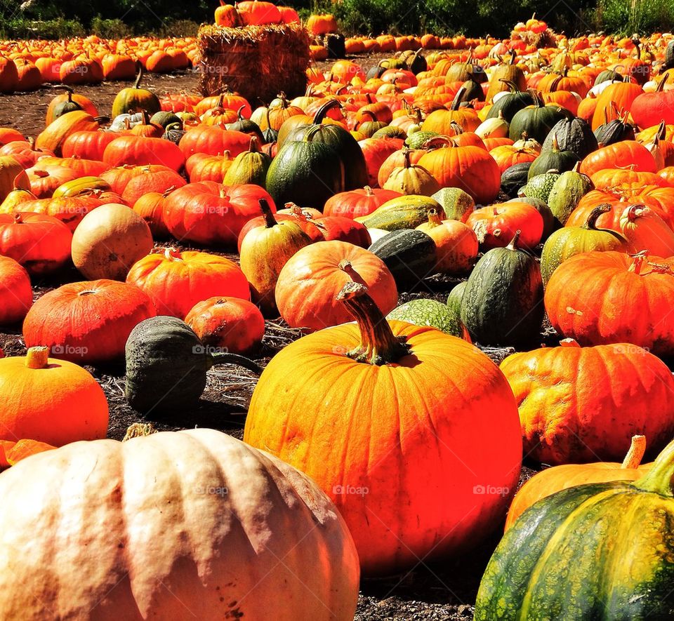 Pumpkins of many colors at a pumpkin patch in autumn