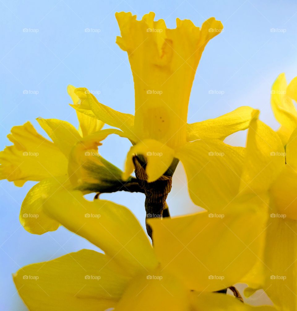 daffodils