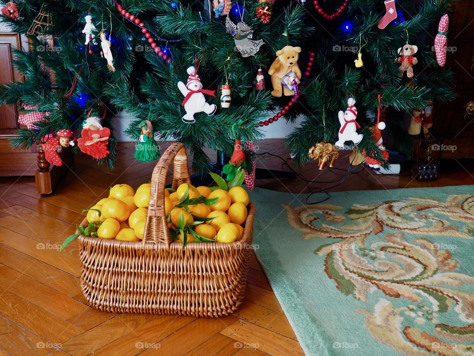 Basket of freshly picked tangerines in a wicker basket under the Christmas tree.