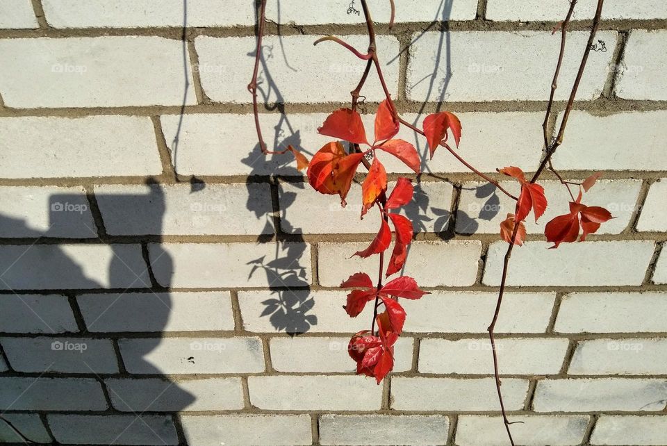 leaf and fence