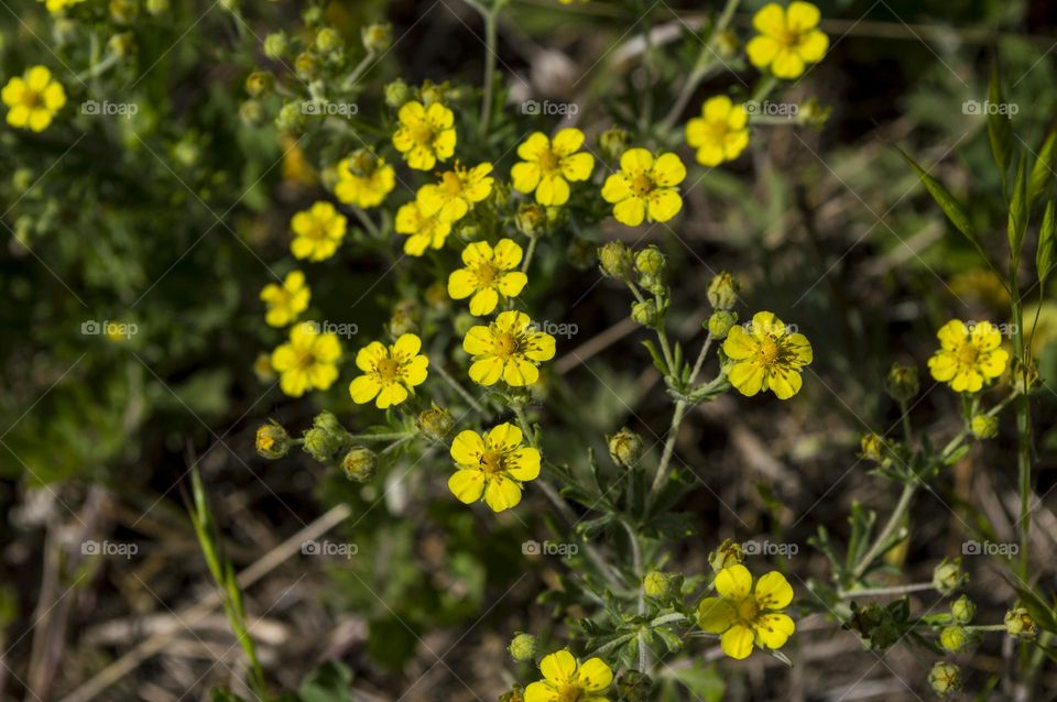 Potentilla freyn