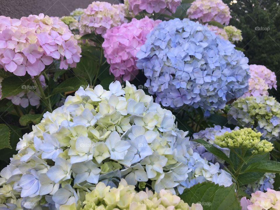 Beginning of blooming for hydrangeas 
