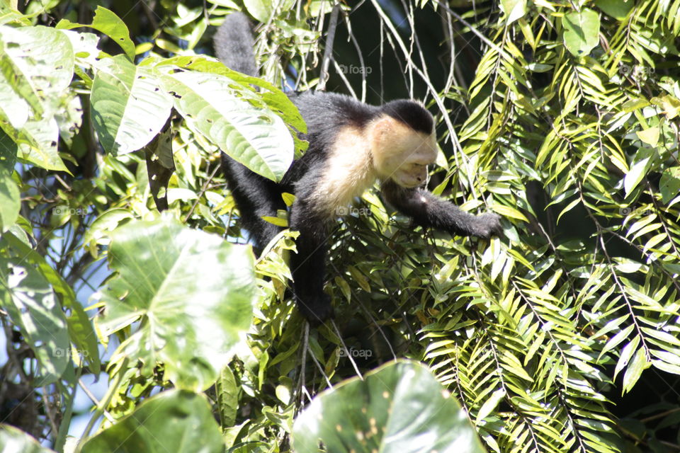 Monkey lunch