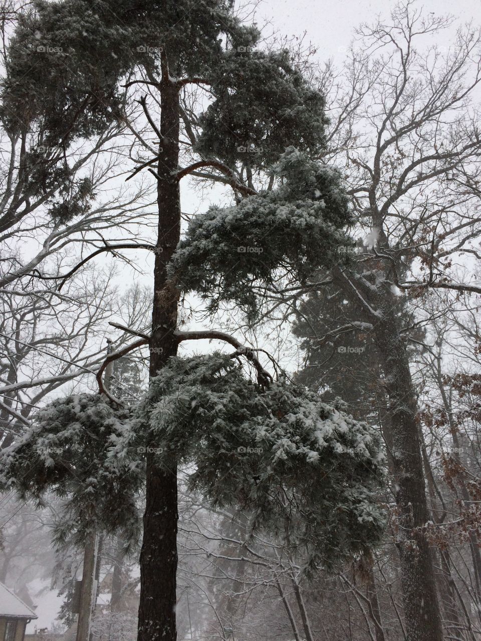 Tree in snowstorm 