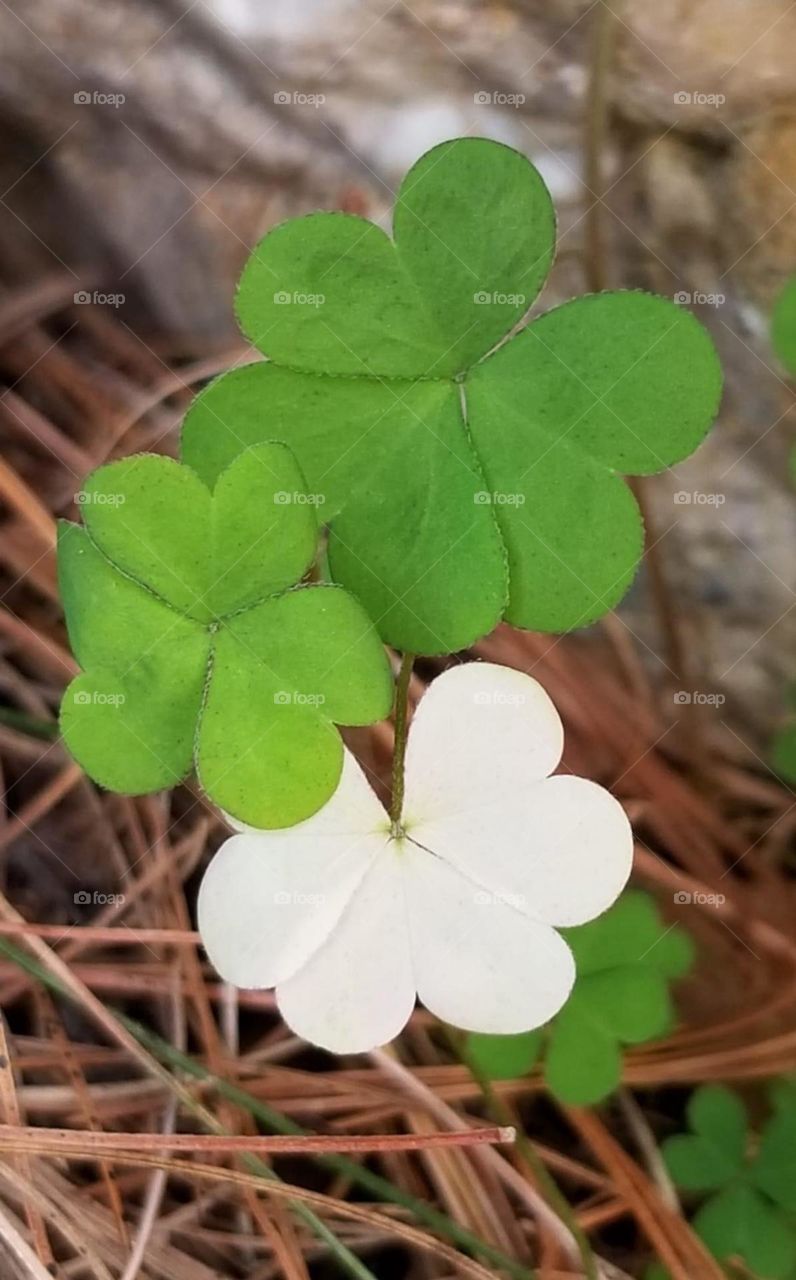 Nature walks and lucky clovers. 