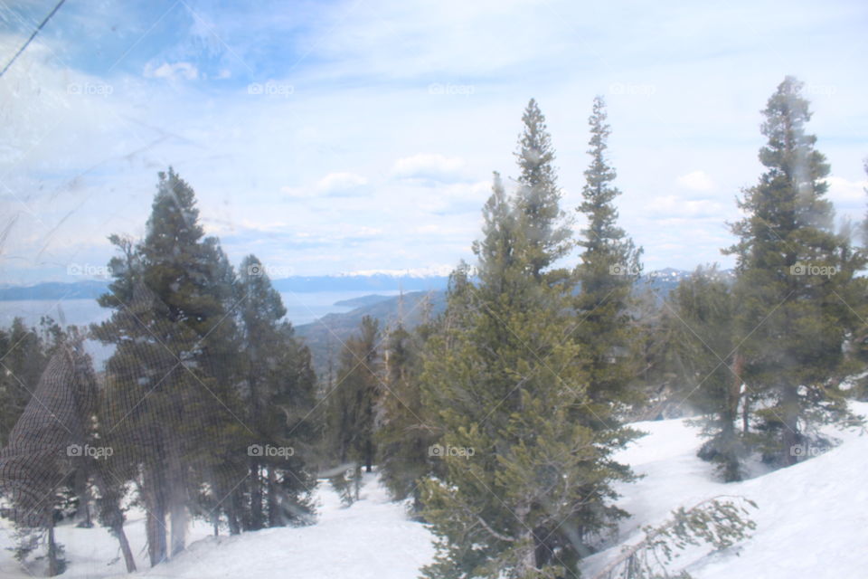 snow tree Lack Tahoe