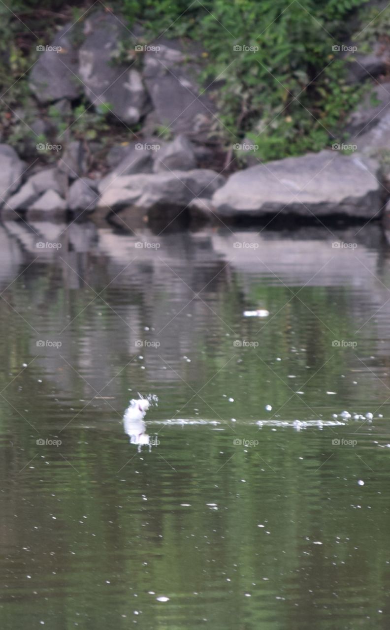 Fish jumping out of the water