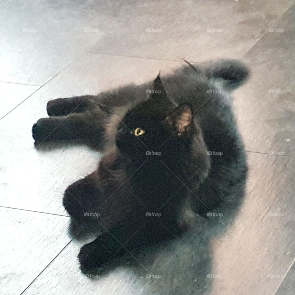 Xena our black house cat