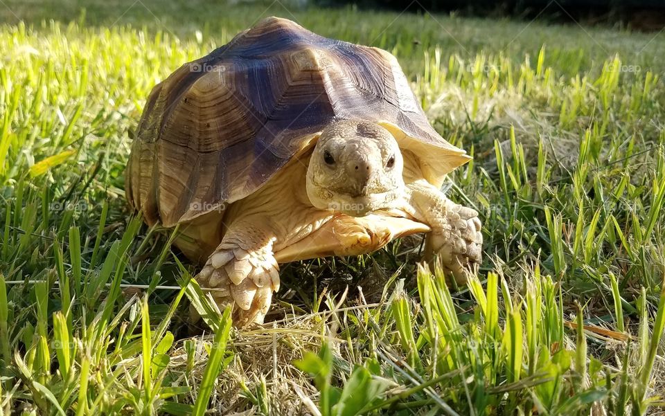 Roxy tortoise