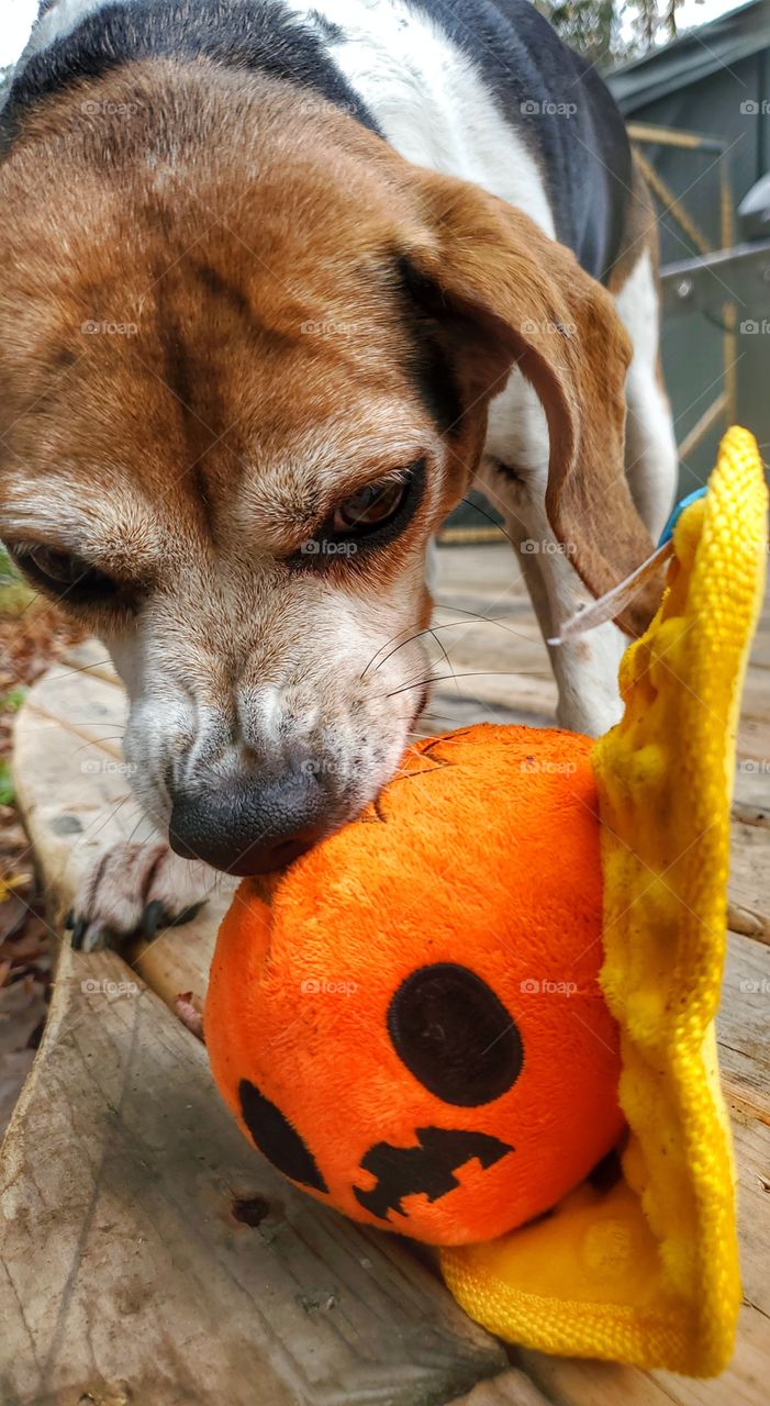 Bark box day!
Halloween edition.