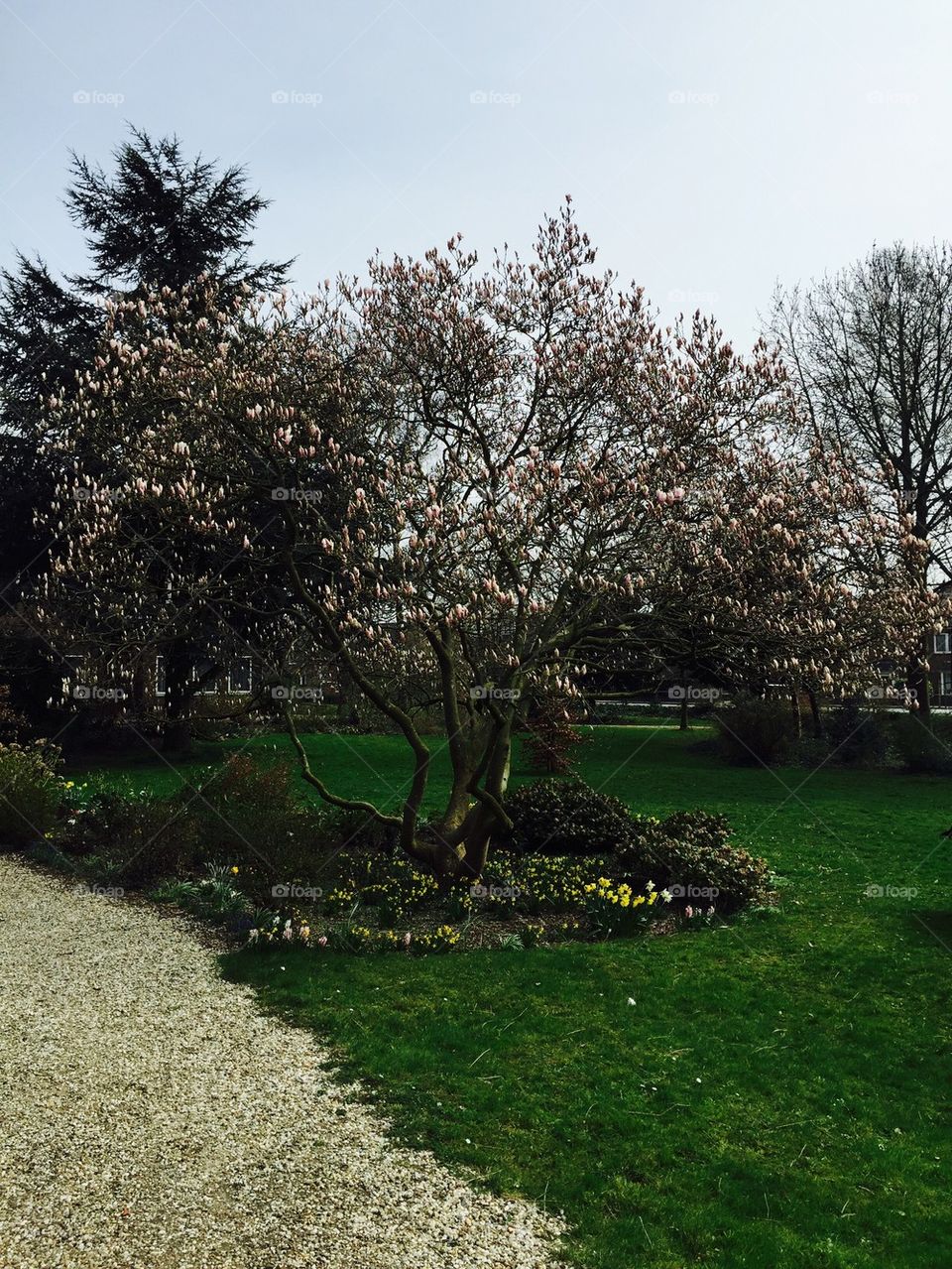 Magnolia tree