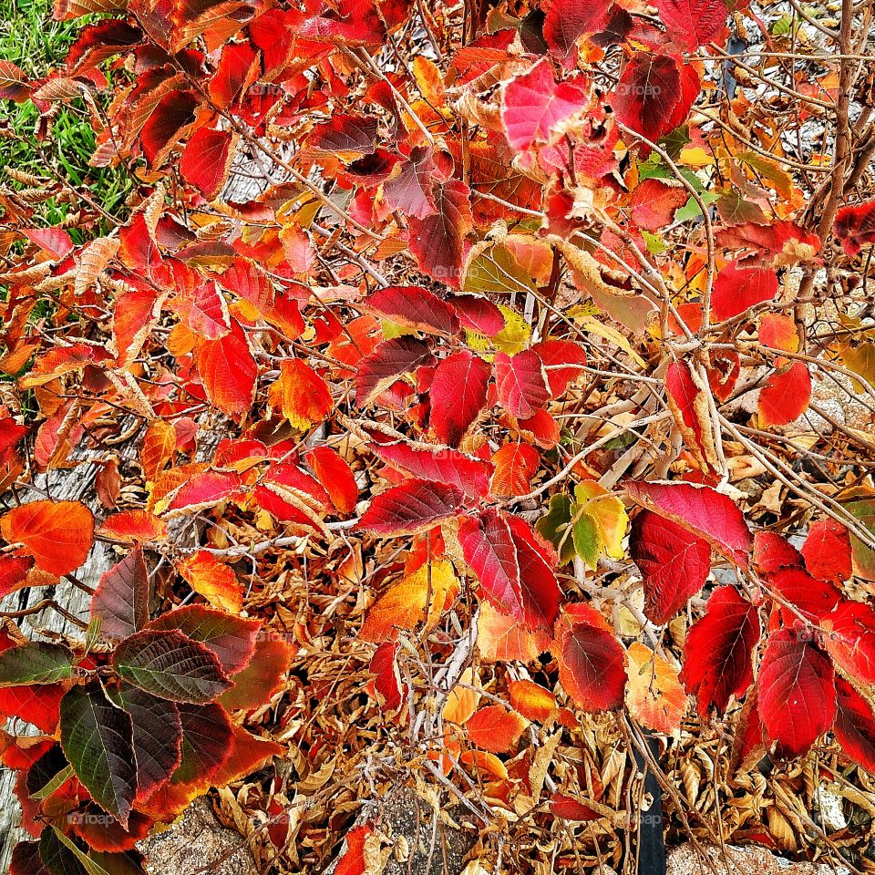 Fall foliage depicted by a vine