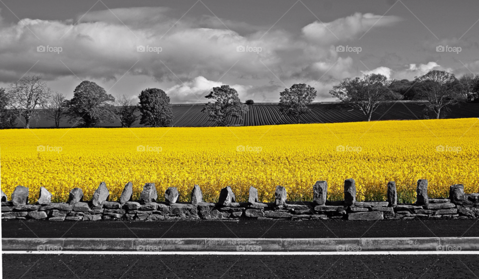 montrose angus scotland landscape field yellow by jetandbarney