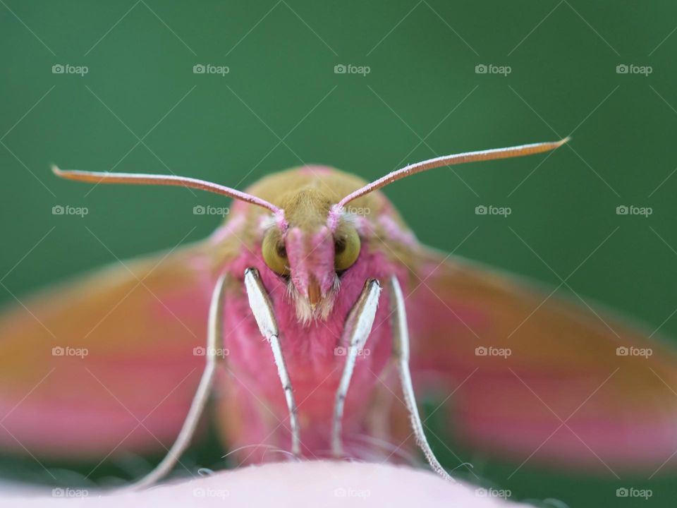 Close-up of large elephant hawkmoth