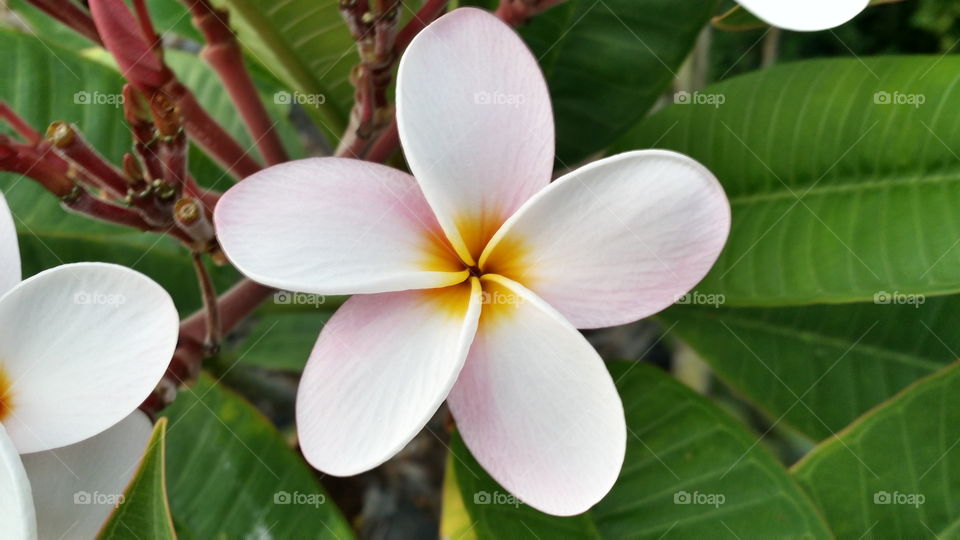 Hawaiian plumeria flower