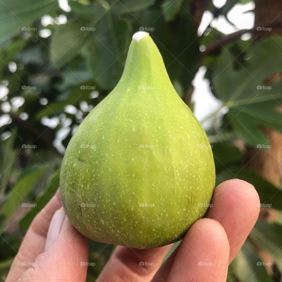 Fresh Fig ❤️