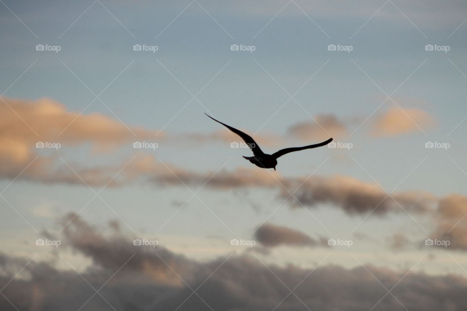 Morning shot of the sea, sky and clouds in a myriad of colours. A seagull is floating on the wind,  illuminated by the sunlight. 