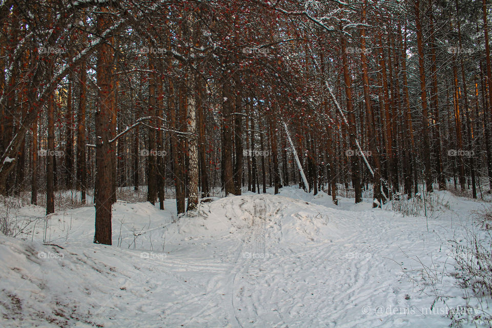 Walk in the Shuvakish park