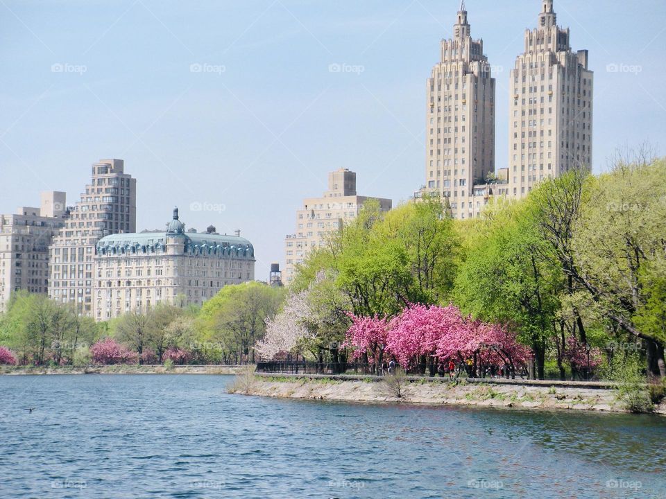 Spring time around the reservoir in Central Park , New York. The lake, the flowering trees and the city backdrop is picture perfect.