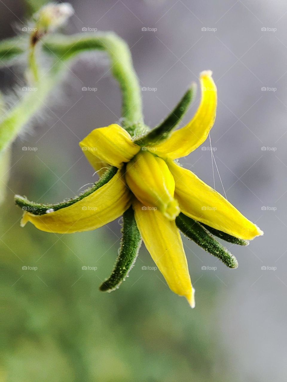 Tomato flower