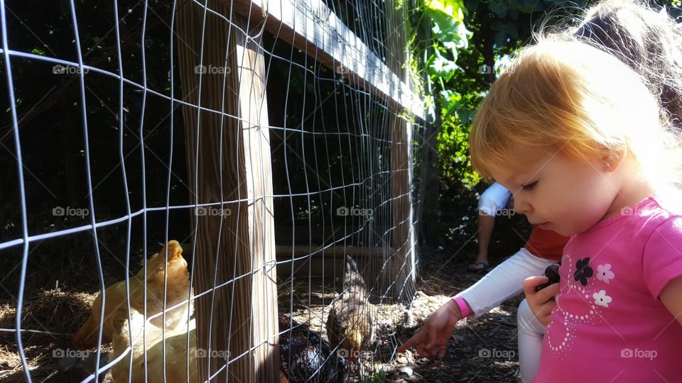 feeding the chickens grapes