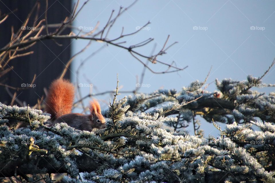 A red squirrel jumps over frozen pine branches in winter